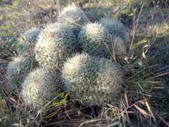 Mammillaria karwinskiana