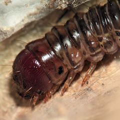 Aenetus virescens