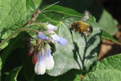Anthophora plumipes