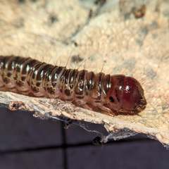 Aenetus virescens