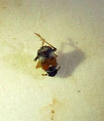 Flavoclypeus andromedus