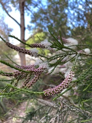 Melaleuca huegelii