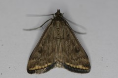 Loxostege munroealis