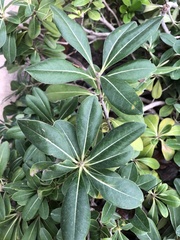 Rhododendron occidentale