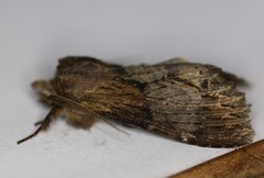 Dasylophia thyatiroides