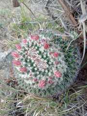 Mammillaria karwinskiana karwinskiana