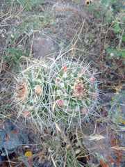 Mammillaria karwinskiana karwinskiana