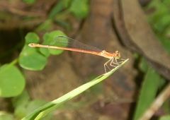 Agriocnemis exsudans