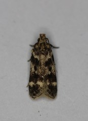 Chionodes formosella