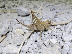 Pterolepis cordubensis