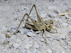 Pterolepis cordubensis
