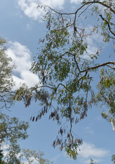Albizia procera