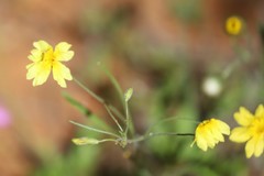 Goodenia berardiana