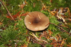 Lactarius pseudomucidus