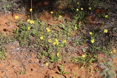 Goodenia berardiana
