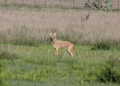 Canis latrans vigilis