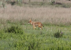 Canis latrans vigilis
