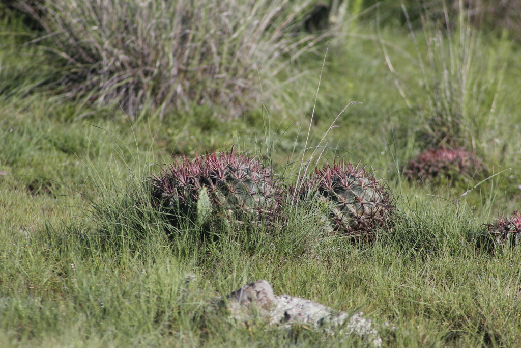 Ferocactus latispinus, México