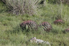 Ferocactus latispinus