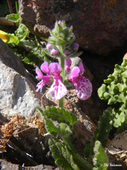 Stachys grandidentata