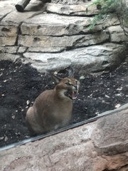 Caracal