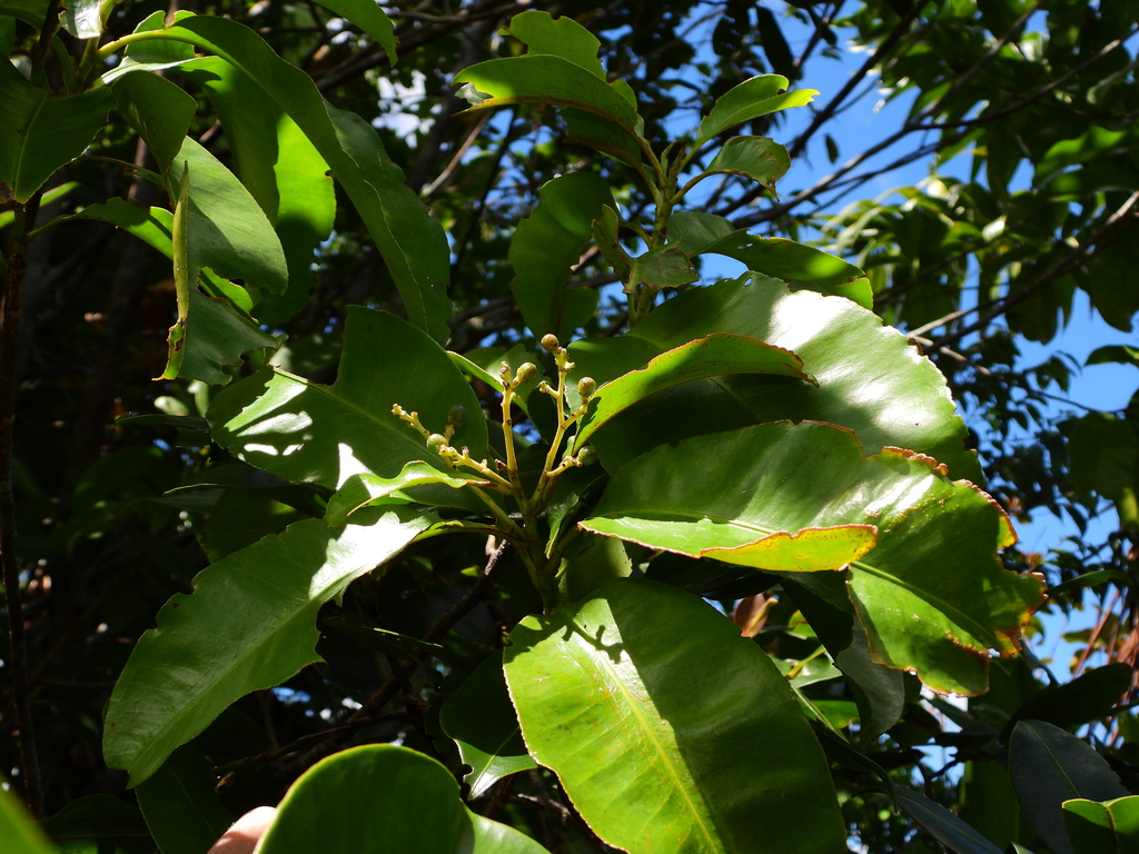 Hebepetalum