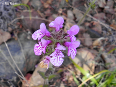 Stachys grandidentata