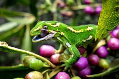 Naultinus gemmeus