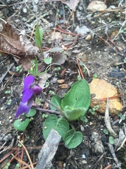 Viola sagittata