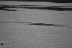 Podiceps auritus