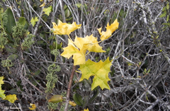 Vasconcellea chilensis