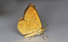 Macaria brunneata