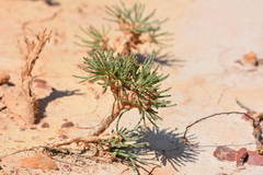 Anabasis cretacea