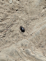 Cylydrorhinus angulatus