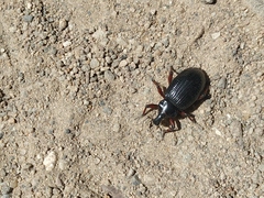 Cylydrorhinus angulatus