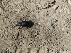 Cylydrorhinus angulatus