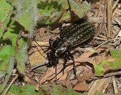 Carabus clatratus