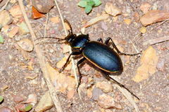 Carabus marginalis