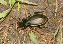 Carabus tarbagataicus
