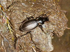 Carabus tarbagataicus