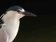 Nycticorax nycticorax