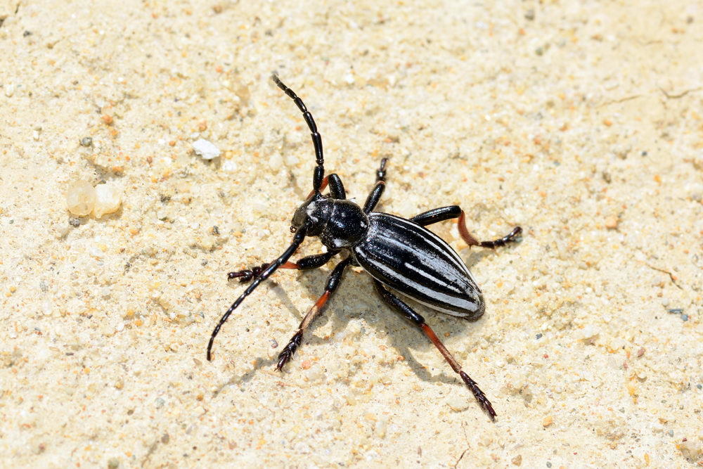Dorcadion gebleri