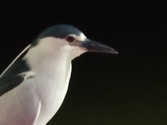 Nycticorax nycticorax