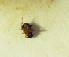 Flavoclypeus andromedus