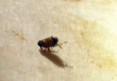 Flavoclypeus andromedus