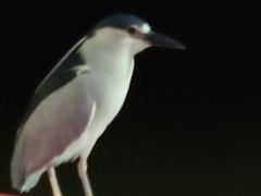 Nycticorax nycticorax