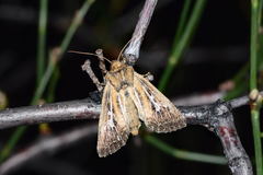Conisania leineri