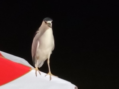 Nycticorax nycticorax