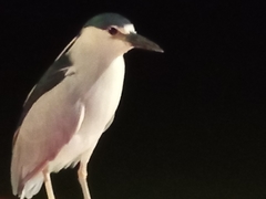 Nycticorax nycticorax