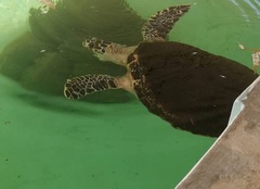 Eretmochelys
